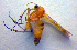  ( - ZSM DIP FOR 031)  @13 [ ] CreativeCommons - Attribution Non-Commercial Share-Alike (2010) Zoologische Staatssammlung Muenchen SNSB, Zoologische Staatssammlung Muenchen