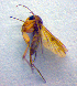  (Mycetophila curviseta - ZSM DIP FOR 042)  @12 [ ] CreativeCommons - Attribution Non-Commercial Share-Alike (2010) Zoologische Staatssammlung Muenchen SNSB, Zoologische Staatssammlung Muenchen