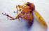  (Mycetophila flava - ZSM DIP FOR 045)  @12 [ ] CreativeCommons - Attribution Non-Commercial Share-Alike (2010) Zoologische Staatssammlung Muenchen SNSB, Zoologische Staatssammlung Muenchen