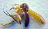  ( - ZSM DIP FOR 064)  @11 [ ] CreativeCommons - Attribution Non-Commercial Share-Alike (2010) Zoologische Staatssammlung Muenchen SNSB, Zoologische Staatssammlung Muenchen
