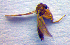  (Zygomyia valida - ZSM DIP FOR 077)  @12 [ ] CreativeCommons - Attribution Non-Commercial Share-Alike (2010) Zoologische Staatssammlung Muenchen SNSB, Zoologische Staatssammlung Muenchen