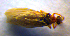  ( - BC ZSM NEU 00051)  @12 [ ] CreativeCommons - Attribution Non-Commercial Share-Alike (2010) Stefan Schmidt SNSB, Zoologische Staatssammlung Muenchen