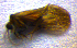  ( - BC ZSM NEU 00078)  @12 [ ] CreativeCommons - Attribution Non-Commercial Share-Alike (2010) Stefan Schmidt SNSB, Zoologische Staatssammlung Muenchen