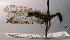  ( - BC ZSM NEU 00095)  @11 [ ] CreativeCommons - Attribution Non-Commercial Share-Alike (2010) Stefan Schmidt SNSB, Zoologische Staatssammlung Muenchen
