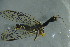  ( - BC ZSM NEU 754)  @11 [ ] CreativeCommons - Attribution Non-Commercial Share-Alike (2015) Unspecified SNSB, Zoologische Staatssammlung Muenchen