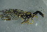 ( - BC ZSM NEU 755)  @11 [ ] CreativeCommons - Attribution Non-Commercial Share-Alike (2015) Unspecified SNSB, Zoologische Staatssammlung Muenchen