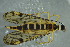  ( - BC ZSM NEU 759)  @13 [ ] CreativeCommons - Attribution Non-Commercial Share-Alike (2015) Unspecified SNSB, Zoologische Staatssammlung Muenchen