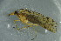  ( - BC ZSM NEU 760)  @12 [ ] CreativeCommons - Attribution Non-Commercial Share-Alike (2015) Unspecified SNSB, Zoologische Staatssammlung Muenchen
