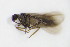  ( - BC ZSM NEU 240)  @11 [ ] CreativeCommons - Attribution Non-Commercial Share-Alike (2015) Unspecified SNSB, Zoologische Staatssammlung Muenchen