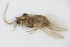  ( - BC ZSM NEU 241)  @12 [ ] CreativeCommons - Attribution Non-Commercial Share-Alike (2015) Unspecified SNSB, Zoologische Staatssammlung Muenchen