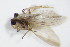  ( - BC ZSM NEU 251)  @11 [ ] CreativeCommons - Attribution Non-Commercial Share-Alike (2015) Unspecified SNSB, Zoologische Staatssammlung Muenchen