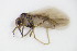 ( - BC ZSM NEU 253)  @12 [ ] CreativeCommons - Attribution Non-Commercial Share-Alike (2015) Unspecified SNSB, Zoologische Staatssammlung Muenchen
