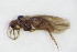  ( - BC ZSM NEU 271)  @11 [ ] CreativeCommons - Attribution Non-Commercial Share-Alike (2015) Unspecified SNSB, Zoologische Staatssammlung Muenchen