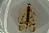  ( - BC ZSM NEU 815)  @11 [ ] CreativeCommons - Attribution Non-Commercial Share-Alike (2015) Unspecified SNSB, Zoologische Staatssammlung Muenchen