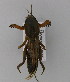  (Gryllotalpa gryllotalpa - BC ZSM ORT 00041)  @14 [ ] CreativeCommons - Attribution Non-Commercial Share-Alike (2010) Unspecified SNSB, Zoologische Staatssammlung Muenchen