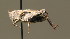  (Tetrix bipunctata - BC ZSM ORT 00155)  @15 [ ] CreativeCommons - Attribution Non-Commercial Share-Alike (2010) Unspecified SNSB, Zoologische Staatssammlung Muenchen