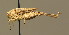  ( - BC ZSM ORT 00156)  @13 [ ] CreativeCommons - Attribution Non-Commercial Share-Alike (2010) Unspecified SNSB, Zoologische Staatssammlung Muenchen