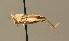  ( - BC ZSM ORT 00172)  @12 [ ] CreativeCommons - Attribution Non-Commercial Share-Alike (2010) Unspecified SNSB, Zoologische Staatssammlung Muenchen