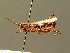  ( - BC ZSM ORT 00226)  @11 [ ] CreativeCommons - Attribution Non-Commercial Share-Alike (2010) Unspecified SNSB, Zoologische Staatssammlung Muenchen