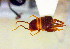  (Myrmecophilus acervorum - BC ZSM ORT 00253)  @12 [ ] CreativeCommons - Attribution Non-Commercial Share-Alike (2010) Unspecified SNSB, Zoologische Staatssammlung Muenchen