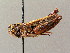  ( - BC ZSM ORT 00456)  @11 [ ] CreativeCommons - Attribution Non-Commercial Share-Alike (2010) Unspecified SNSB, Zoologische Staatssammlung Muenchen