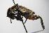  ( - GBOL00205)  @13 [ ] CreativeCommons - Attribution Non-Commercial Share-Alike (2015) Unspecified SNSB, Zoologische Staatssammlung Muenchen