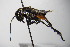  ( - GBOL00206)  @14 [ ] CreativeCommons - Attribution Non-Commercial Share-Alike (2015) Unspecified SNSB, Zoologische Staatssammlung Muenchen