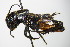  ( - GBOL00207)  @13 [ ] CreativeCommons - Attribution Non-Commercial Share-Alike (2015) Unspecified SNSB, Zoologische Staatssammlung Muenchen