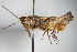  ( - GBOL00230)  @14 [ ] CreativeCommons - Attribution Non-Commercial Share-Alike (2015) Unspecified SNSB, Zoologische Staatssammlung Muenchen