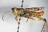  ( - GBOL00239)  @13 [ ] CreativeCommons - Attribution Non-Commercial Share-Alike (2015) Unspecified SNSB, Zoologische Staatssammlung Muenchen