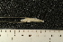  (Neogobius fluviatilis - BayFi 11083)  @12 [ ] CreativeCommons - Attribution Non-Commercial No Derivatives (2010) Bavarian State Collection of Zoology (ZSM) SNSB, Zoologische Staatssammlung Muenchen
