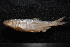  (Vimba sp - ZSM BayFi 0050)  @13 [ ] CreativeCommons - Attribution Non-Commercial Share-Alike (2015) Unspecified SNSB, Zoologische Staatssammlung Muenchen