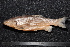  (Squalius - BayFi 00270)  @14 [ ] CreativeCommons - Attribution Non-Commercial Share-Alike (2015) Unspecified SNSB, Zoologische Staatssammlung Muenchen