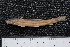  (Barbatula - BayFi 01022)  @14 [ ] CreativeCommons - Attribution Non-Commercial Share-Alike (2015) Unspecified SNSB, Zoologische Staatssammlung Muenchen