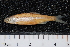  ( - BayFi 01828)  @14 [ ] CreativeCommons - Attribution Non-Commercial Share-Alike (2015) Unspecified SNSB, Zoologische Staatssammlung Muenchen