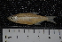  ( - ZSM BayFi 1877)  @11 [ ] CreativeCommons - Attribution Non-Commercial Share-Alike (2015) Unspecified SNSB, Zoologische Staatssammlung Muenchen