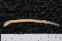  ( - BayFi 01906)  @13 [ ] CreativeCommons - Attribution Non-Commercial Share-Alike (2015) Unspecified SNSB, Zoologische Staatssammlung Muenchen