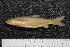  ( - BayFi 02242)  @13 [ ] CreativeCommons - Attribution Non-Commercial Share-Alike (2015) Unspecified SNSB, Zoologische Staatssammlung Muenchen