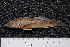  ( - ZSM BayFi 2799)  @13 [ ] CreativeCommons - Attribution Non-Commercial Share-Alike (2015) Unspecified SNSB, Zoologische Staatssammlung Muenchen