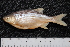  ( - BayFi 02831)  @11 [ ] CreativeCommons - Attribution Non-Commercial Share-Alike (2015) Unspecified SNSB, Zoologische Staatssammlung Muenchen