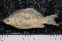  ( - ZSM BayFi 3043)  @11 [ ] CreativeCommons - Attribution Non-Commercial Share-Alike (2015) Unspecified SNSB, Zoologische Staatssammlung Muenchen