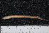  (Lampetrinae - BayFi 03114)  @14 [ ] CreativeCommons - Attribution Non-Commercial Share-Alike (2015) Unspecified SNSB, Zoologische Staatssammlung Muenchen