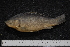  ( - ZSM BayFi 4019)  @13 [ ] CreativeCommons - Attribution Non-Commercial Share-Alike (2015) Unspecified SNSB, Zoologische Staatssammlung Muenchen