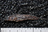  ( - BayFi 04691)  @13 [ ] CreativeCommons - Attribution Non-Commercial Share-Alike (2015) Unspecified SNSB, Zoologische Staatssammlung Muenchen
