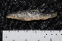  ( - ZSM BayFi 4760)  @14 [ ] CreativeCommons - Attribution Non-Commercial Share-Alike (2015) Unspecified SNSB, Zoologische Staatssammlung Muenchen