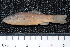  ( - ZSM BayFi 4857)  @11 [ ] CreativeCommons - Attribution Non-Commercial Share-Alike (2015) Unspecified SNSB, Zoologische Staatssammlung Muenchen