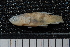  ( - ZSM BayFi 4858)  @11 [ ] CreativeCommons - Attribution Non-Commercial Share-Alike (2015) Unspecified SNSB, Zoologische Staatssammlung Muenchen