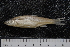  ( - BayFi 05289)  @13 [ ] CreativeCommons - Attribution Non-Commercial Share-Alike (2015) Unspecified SNSB, Zoologische Staatssammlung Muenchen