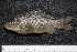  (Carassius hybridUS01 - ZSM BayFi 5414)  @14 [ ] CreativeCommons - Attribution Non-Commercial Share-Alike (2015) Unspecified SNSB, Zoologische Staatssammlung Muenchen