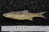  ( - BayFi 05489)  @13 [ ] CreativeCommons - Attribution Non-Commercial Share-Alike (2015) Unspecified SNSB, Zoologische Staatssammlung Muenchen